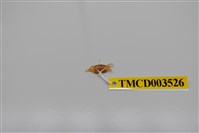 藏品(北方丑招潮蟹)的圖片